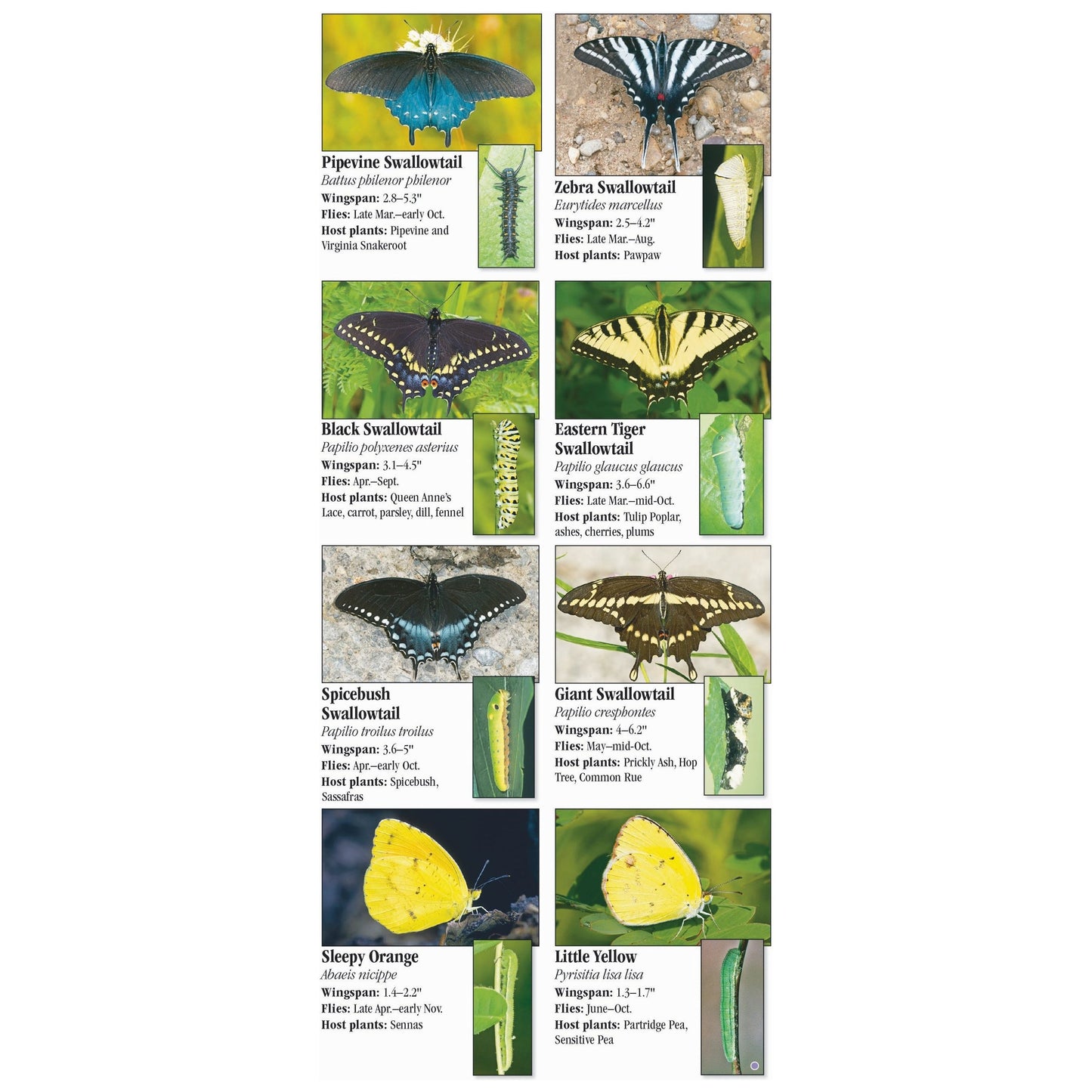 Butterflies of Ohio Guide