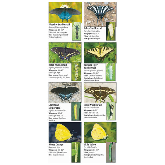 Butterflies of Ohio Guide