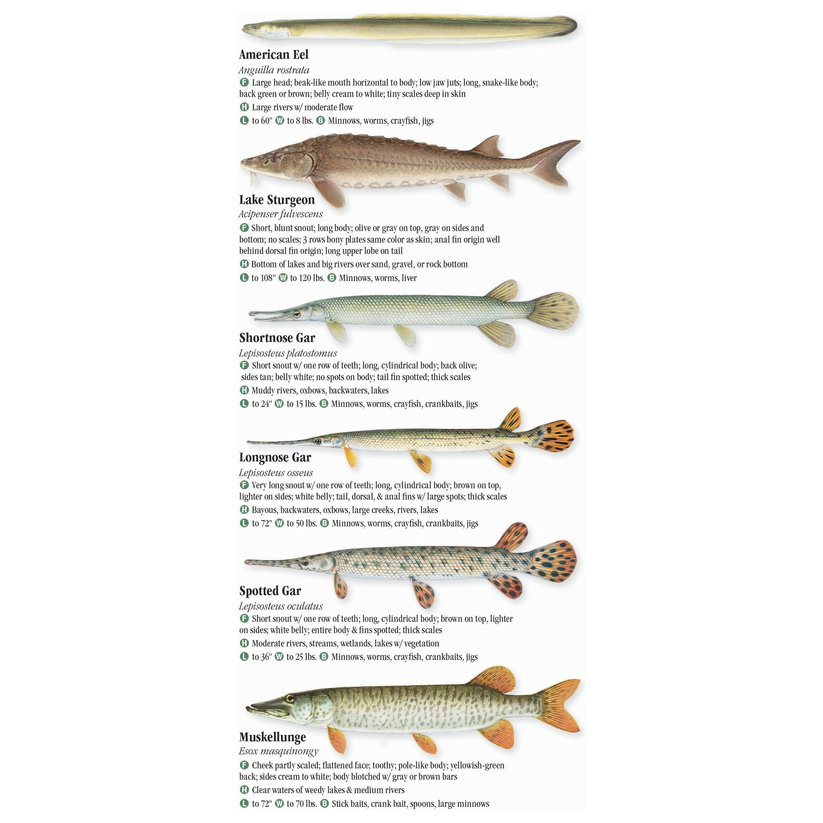 Freshwater Fishes of Ohio Field Guide – Statehouse Museum Shop Freshwater Fishes of Ohio Field Guide – Statehouse Museum Shop