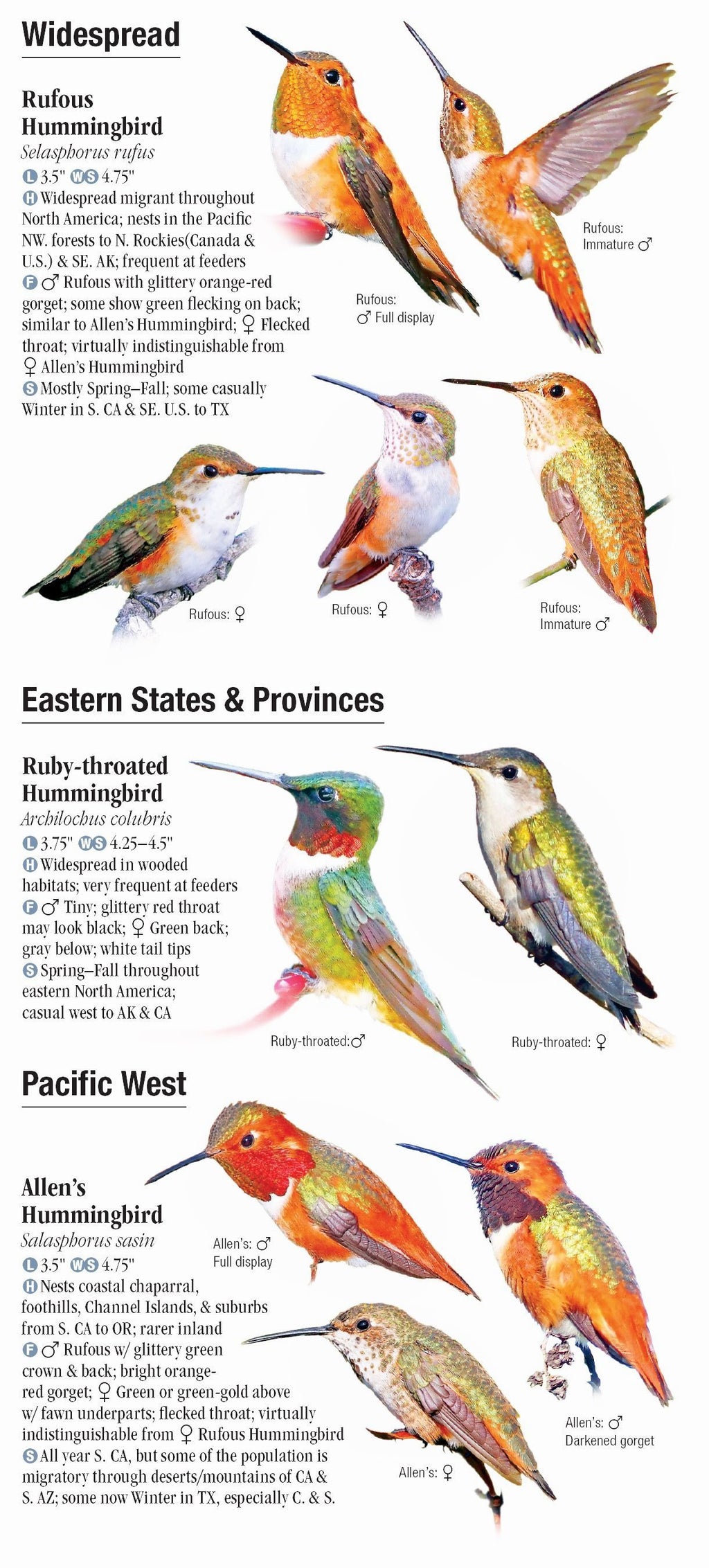 Hummingbirds of North America Reference Guide