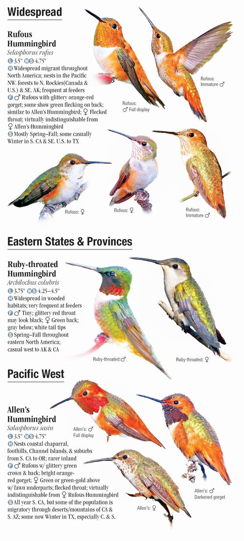 Hummingbirds of North America Reference Guide